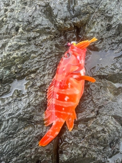 アカハタの釣果