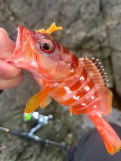 アカハタの釣果