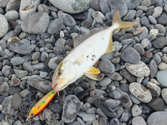 ショゴの釣果