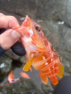 アカハタの釣果
