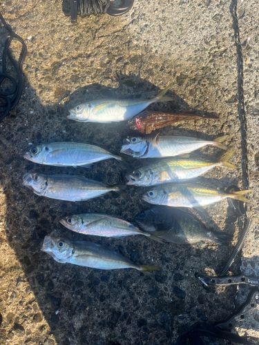 海上釣り堀オーパ
