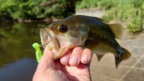 ブラックバスの釣果