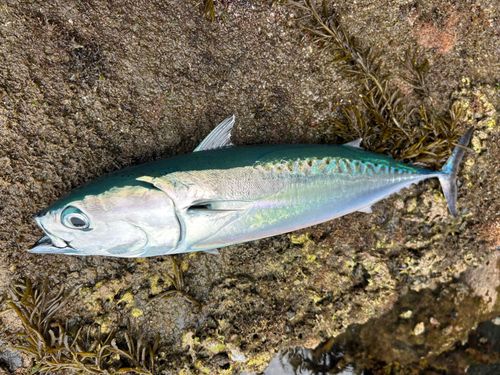 マルソウダの釣果