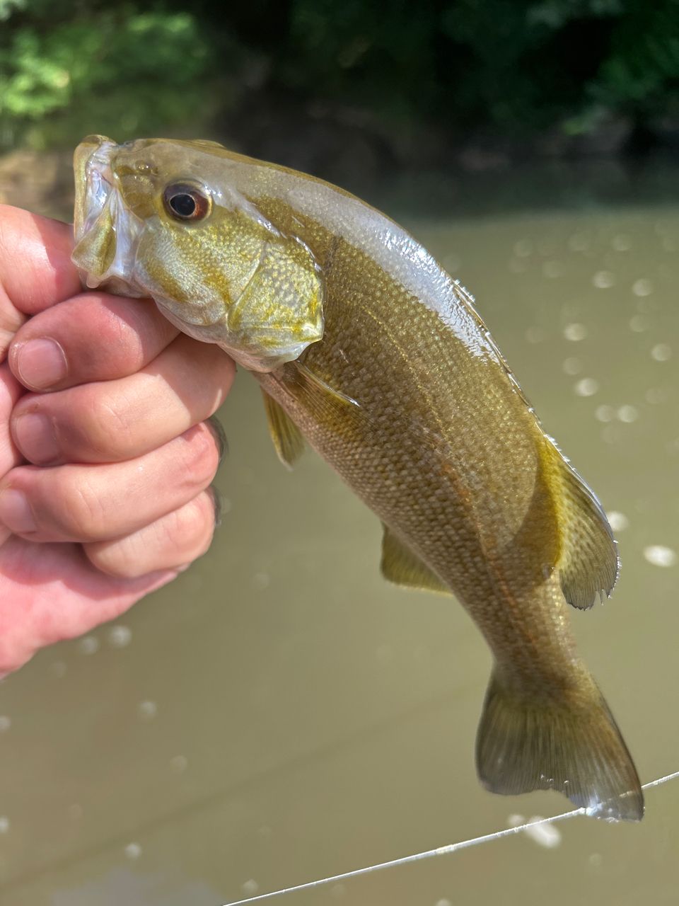 スモールマウスバス