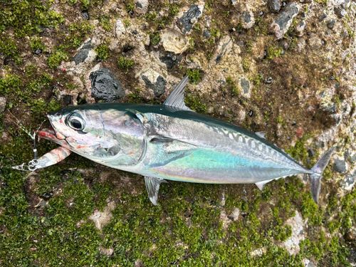 マルソウダの釣果