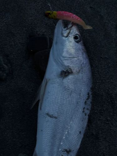 ニベの釣果