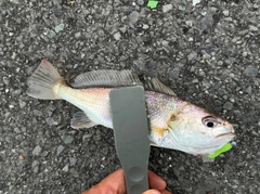 イシモチの釣果