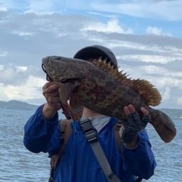 チャイロマルハタ