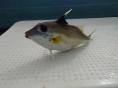 ギマの釣果