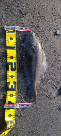 ヒラメの釣果