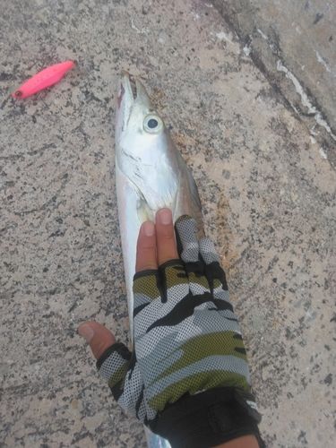 タチウオの釣果