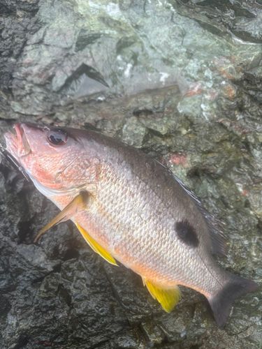 クロホシフエダイの釣果