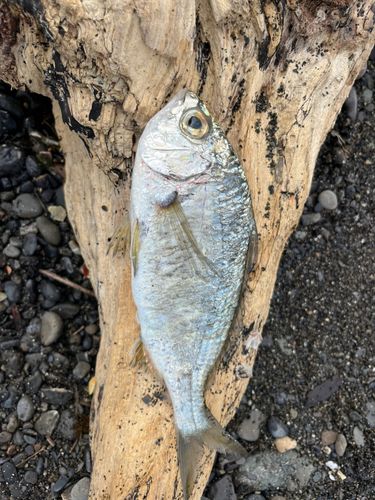 釣果