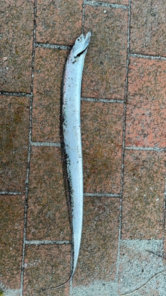 タチウオの釣果