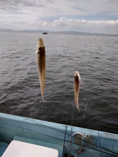 シロギスの釣果