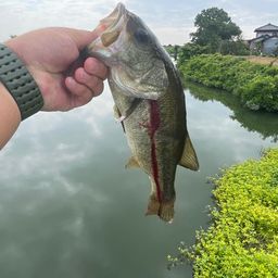 ブラックバス