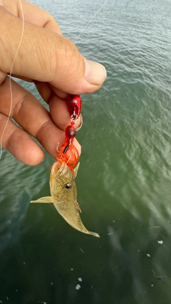 ハゼの釣果