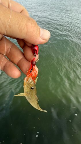 ハゼの釣果