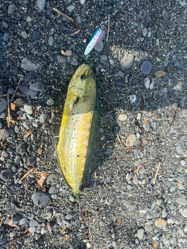 ソウダガツオの釣果