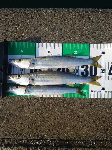 カマスの釣果