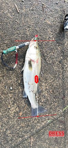 シーバスの釣果