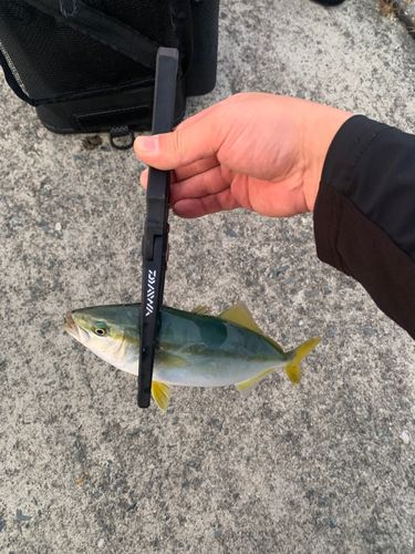 ワカシの釣果