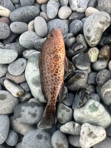 オオモンハタの釣果