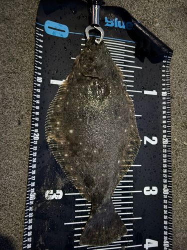 ヒラメの釣果