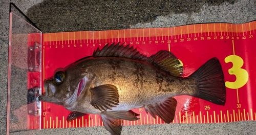 メバルの釣果