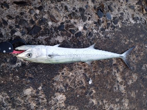 サゴシの釣果