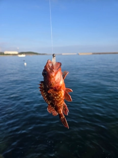 ガシラの釣果