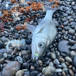 セイゴ（ヒラスズキ）