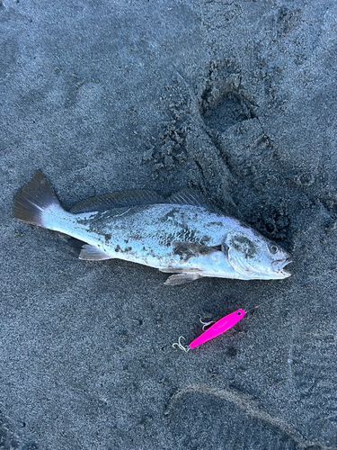 ニベの釣果