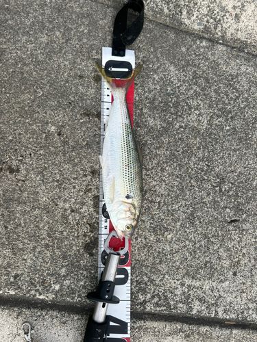 コノシロの釣果