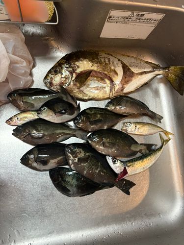 グレの釣果