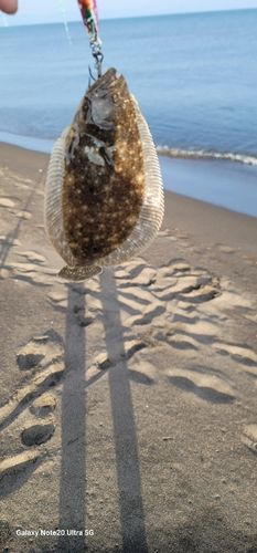 ヒラメの釣果