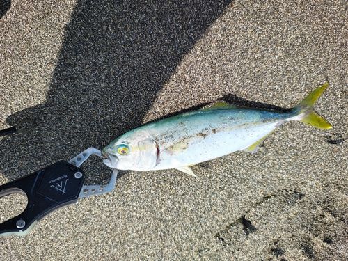 ワカシの釣果