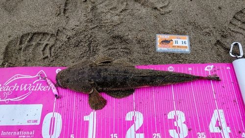 マゴチの釣果