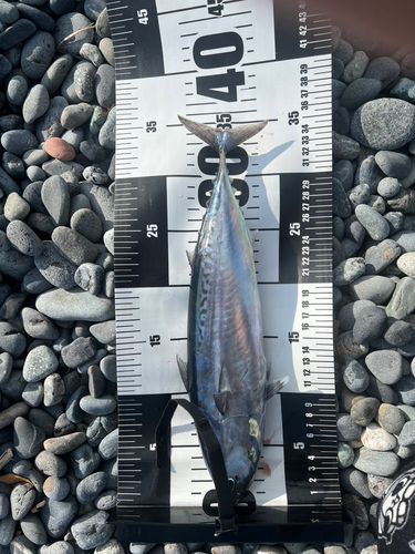 ヒラソウダの釣果