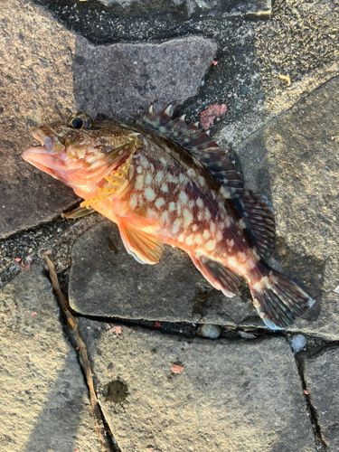 カサゴの釣果
