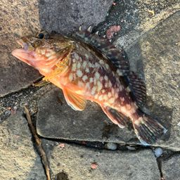 カサゴ