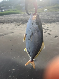 ショゴの釣果