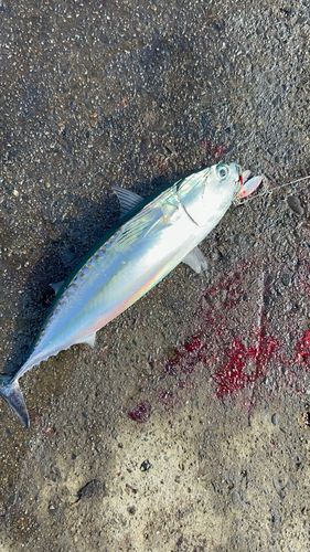 マルソウダの釣果