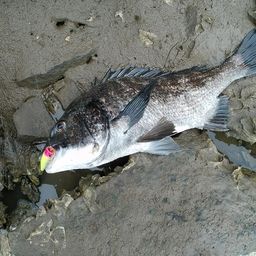 クロダイ
