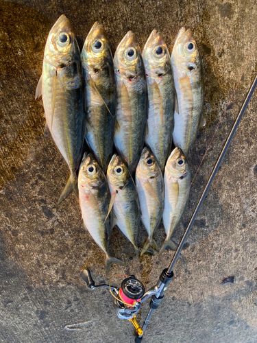 アジの釣果