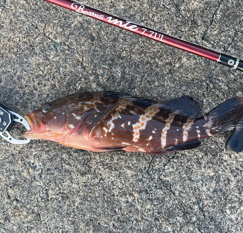 キジハタの釣果