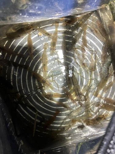 テナガエビの釣果