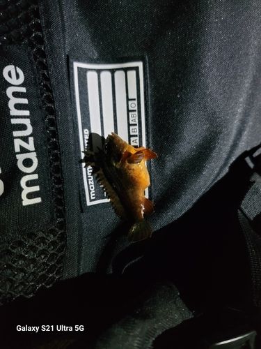 釣果