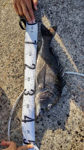 クロダイの釣果