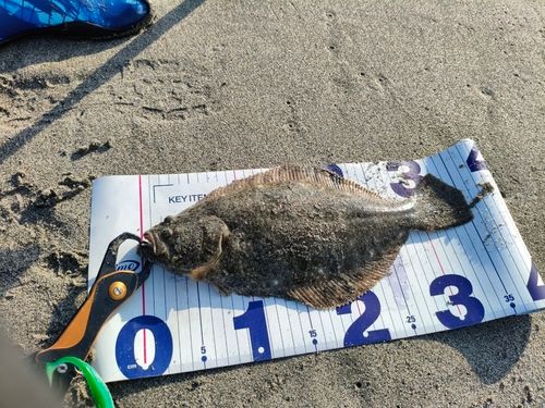 ソゲの釣果